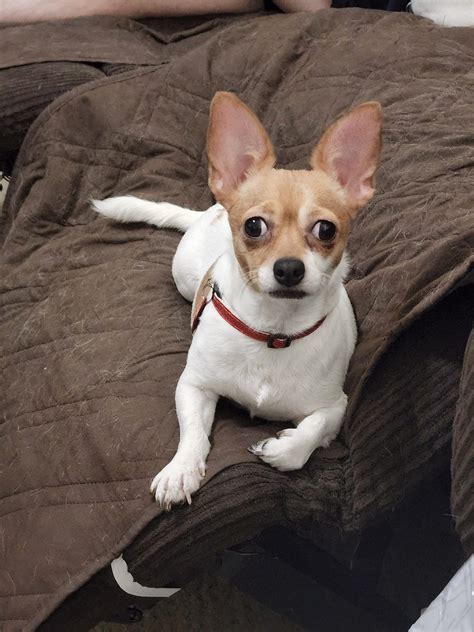 Home - Arizona Chihuahua Rescue