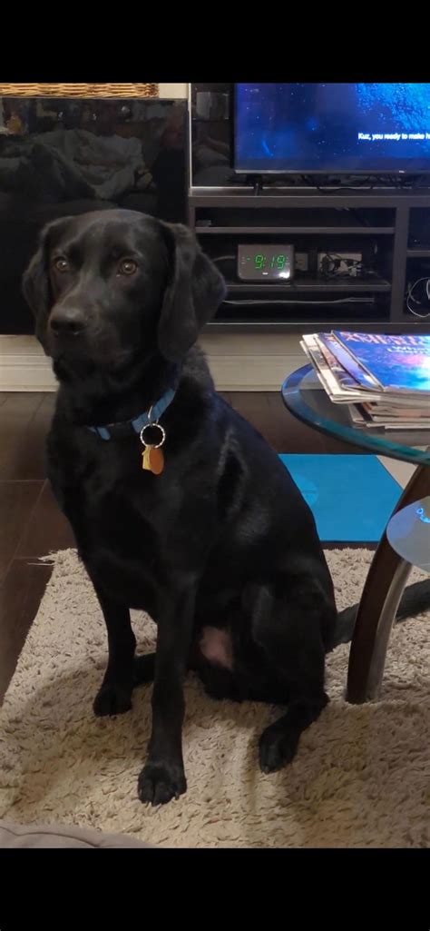 Guess His Name Rnamemydog