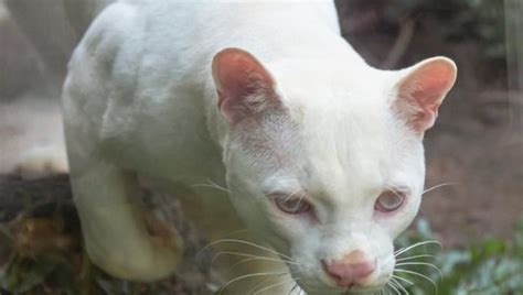 In Colombia La Prima Ocelot Albina Al Mondo Preoccupa Gli Studiosi