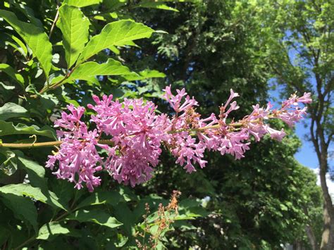 Late Season Lilac Sprig By Daanton On Deviantart