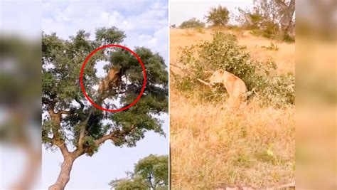 Lioness Attack On Leopard On Tree Jungle Fight Video Viral News In Marathi