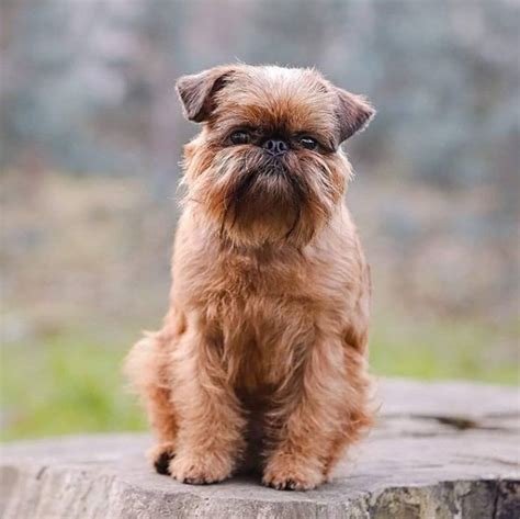 Top 10 Tiniest Dog Breeds in the World - PetPress