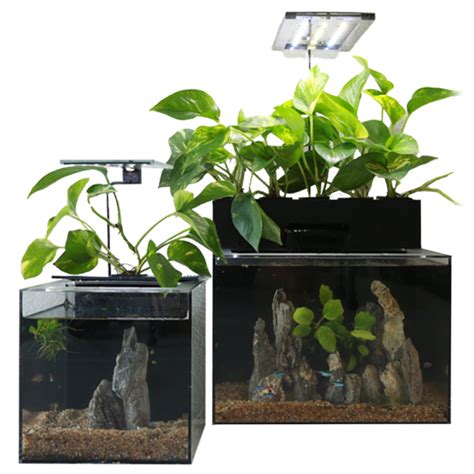 Sidedeal Ecoqube Desktop Ecosystem 2 Or 3 Gallon Aquariums With