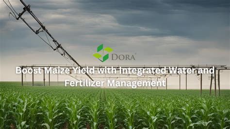 Boost Maize Yield With Integrated Water And Fertilizer Management