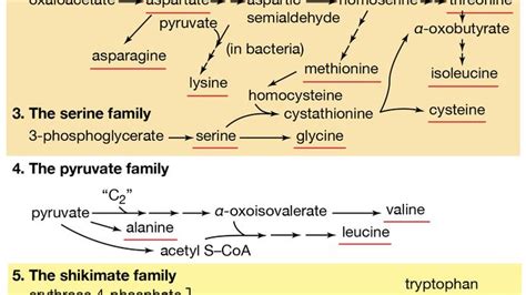 Metabolism Fatty Acids Britannica