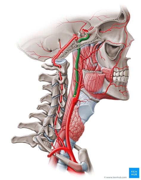 Arteria Carotis Interna Anatomie Verlauf Ste Klinik Kenhub