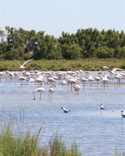 Birdwatching In The Languedoc La Calade