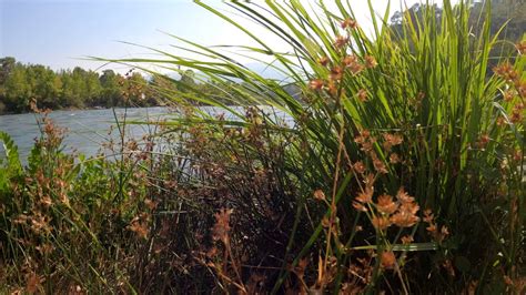Plants Growing In The Wild · Free Stock Video