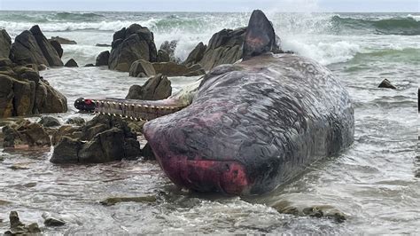 Dead Sperm Whales Found Beached On An Island Off Australia S Southeast Coast Npr