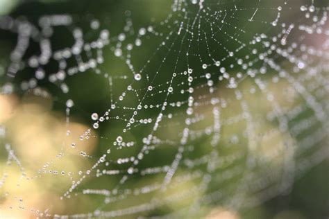 Spider Web with Dew Free Photo Download | FreeImages