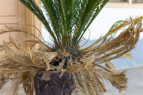 Sago Palm Growing Caring For Cycas Revoluta Plantura