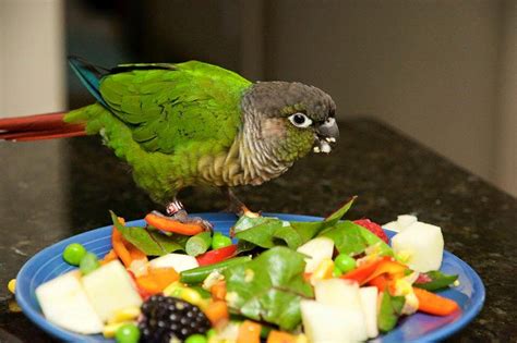 Green Cheek Conure Facts, Diet, Mutation, Lifespan, Care as Pets, Video