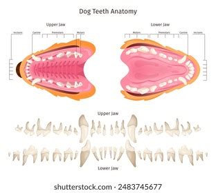 Dog Teeth Anatomy Canine Tooth Anatomic Stock Vector (Royalty Free) 2483745677 | Shutterstock