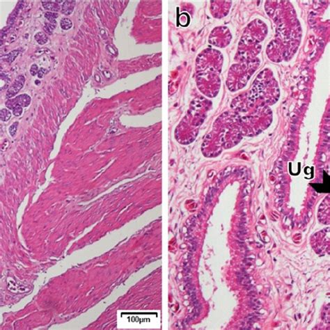 Photomicrograph of the infundibulum and uterus of Crotalus durissus ...