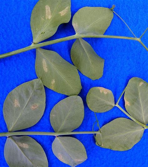 Downy Mildew On Peas Vegetable Pathology Long Island Horticultural