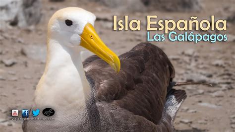 Descubre Todo Sobre El Majestuoso Albatros De Las Gal Pagos