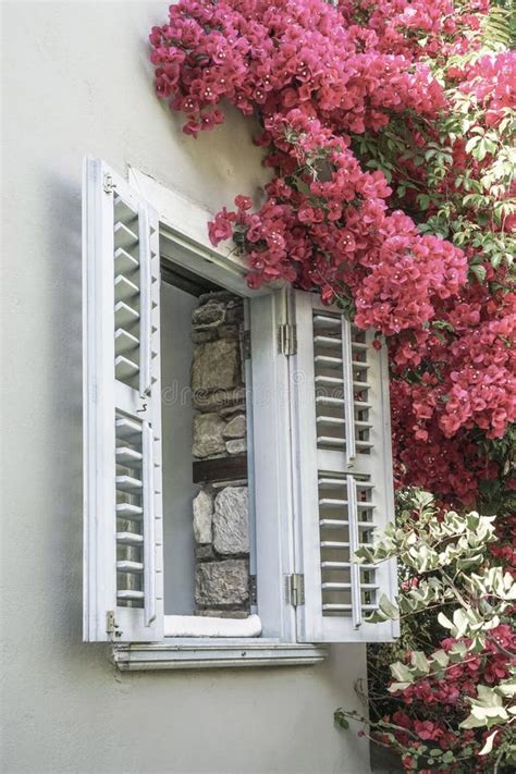 Bougainvillea Flowers By Window Stock Image Image Of Bougainvillea