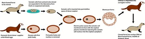 A Conceptual Model For Interspecies Somatic Cell Nuclear Transfer In