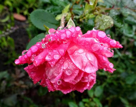 Love, Joy and Peas: Big Fat Raindrops on Beautiful Flowers and a Surprise