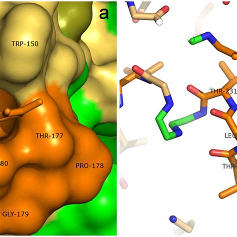 FMN binding site of holoNqrC'. The protein is shown as a space-filling ...