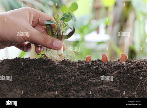 Man Hands Planting Seeds Into The Groundidea Of Starting Activity And