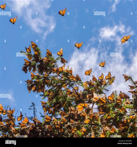 Monarch Butterflies On Tree Branch With Blue Sky In Background At The Monarch Butterfly