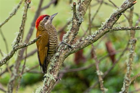 Bar-bellied woodpecker