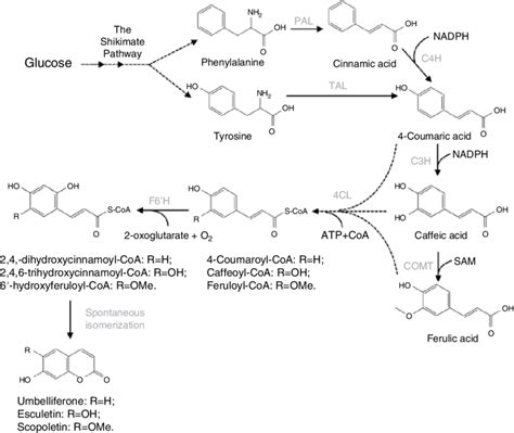 5 Biosynthesis Pathway Of Simple Coumarins Umbelliferone Esculetin Download Scientific