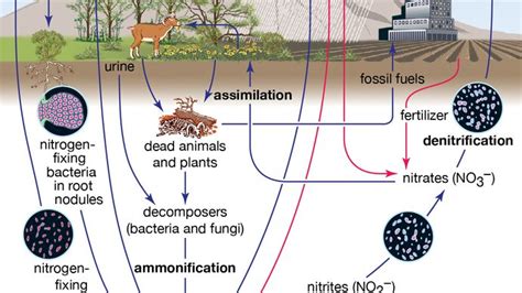 Biogeochemical Cycle Definition And Facts Britannica