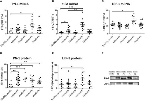 Pn 1 A Tissue Plasminogen Activator T Pa B And Lrp 1c Mrna