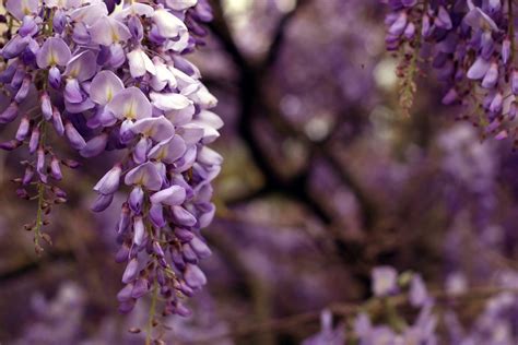 Free Images Nature Branch Blossom Leaf Flower Purple Petal