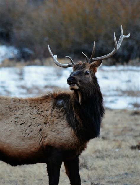 Elk In Rocky Mountain National Park Wildlife Animals Animals Rocky