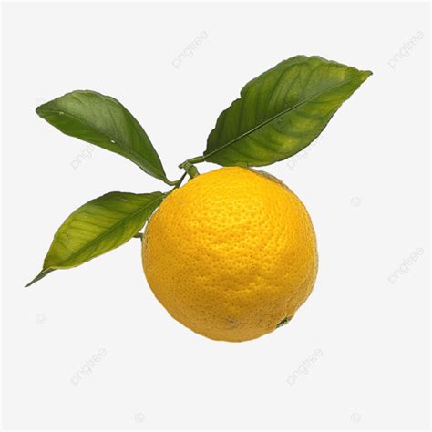 Single Yuzu Fruit Fruit Food Fresh Png Transparent Image And Clipart