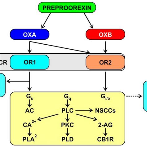 Schematic Representation Of The Signaling Potential Of Orexin