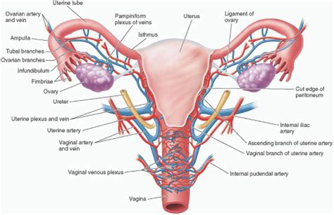 Point Of Care Sonography In Gynecology And Reproductive Medicine Obgyn Key