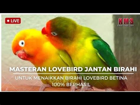 Audio Pancingan Untuk Menaikan Birahi Emosi Jantan Dan Jebol Birahi