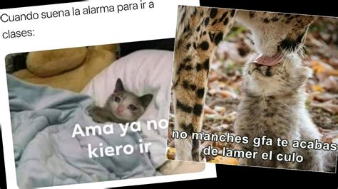 Los Mejores Memes De Michis Gatos Felinos Gatitos Xdd Youtube