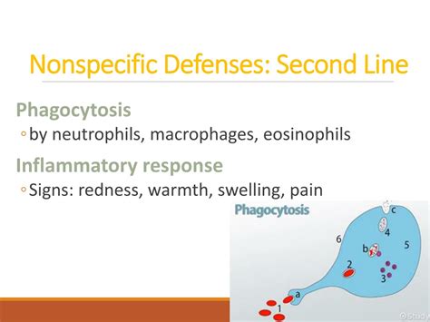 Ppt The Immune System And Mechanisms Of Defense Powerpoint