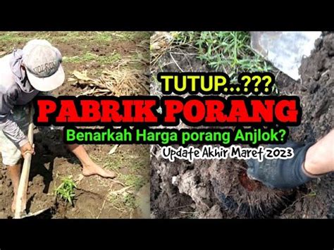 PABRIK PORANG TUTUP BENARKAH HARGA PORANG ANJLOK DI AKHIR MARET