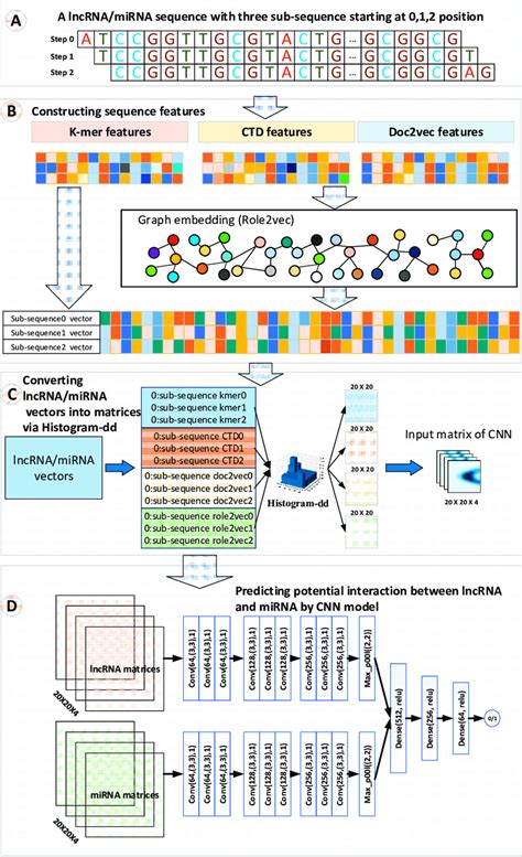 The Overall Workflow Of Lncmirnet A Sub Sequence Of A Lncrnamirna