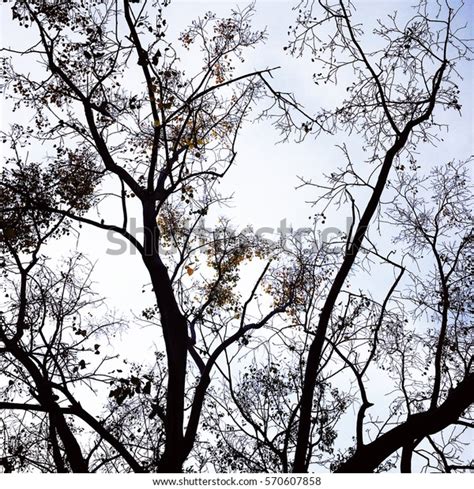 Naked Branche Tree Against Blue Sky Foto De Stock Shutterstock