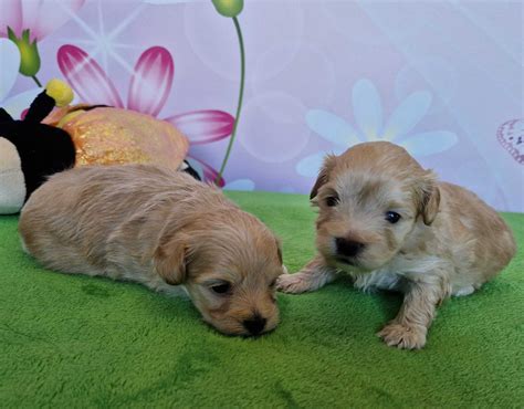 Pudel Toy Mini Malta Czyk Mini Maltipoo P Ock Olx Pl