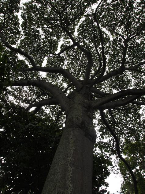 The Great Kapok Tree This Almost Looks Like A Black And Wh Flickr