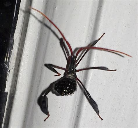 Leaf Footed Bug Nymph: Acanthocephala species - What's That Bug?