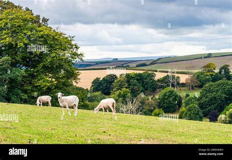 Sheep On Farms Devon England Europe Stock Photo Alamy