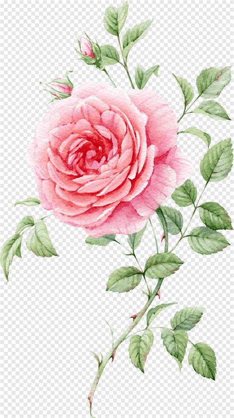 Watercolor Painted Pink Roses Rose Bud Watercolor Png PNGEgg