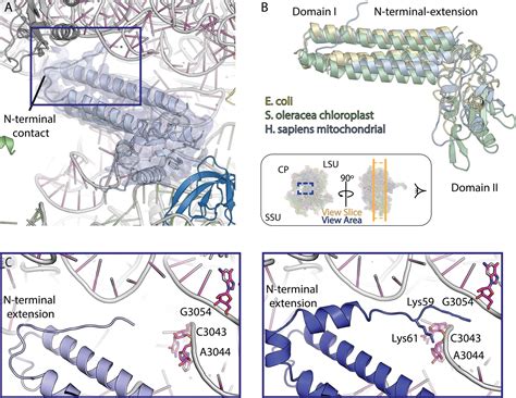 Figures And Data In Structural Basis Of Mitochondrial Translation ELife