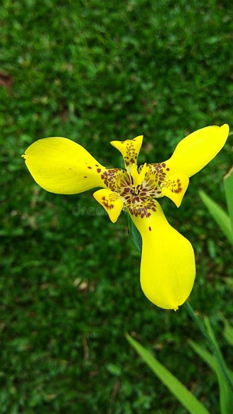 Fresh Colors Of Yellow Martinique Flowers In The Garden 03 Stock Image