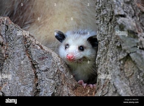 Imagenes opossum fotografías e imágenes de alta resolución Alamy