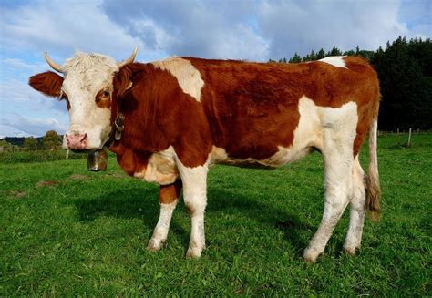 Simmental Cattle | Cattle, Animals, Animal lover